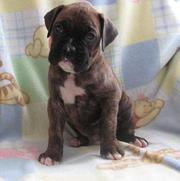lovely Boxer Puppies For Sale