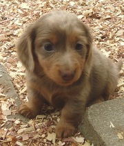 hearlth looking Dachshund Puppies For Sale