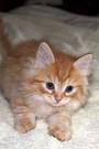 good looking Siberian kittens for sale 